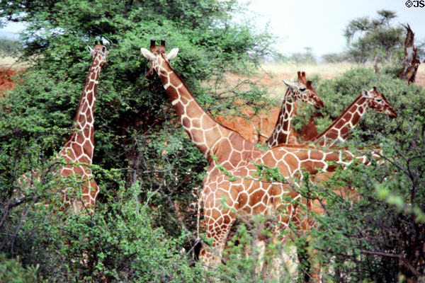 Reticulated Giraffe (<i>Giraffa reticulata</i>) feeding on leaves in Samburu National Reserve. Kenya.