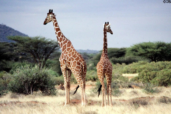 Reticulated Giraffes (<i>Giraffa reticulata</i>) survey landscape of Samburu Reserve. Kenya.