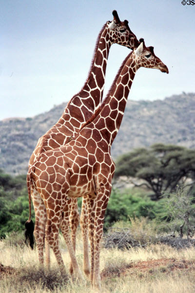 Pair of Reticulated Giraffes (<i>Giraffa reticulata</i>) have sharp lines between polygonal spots in Samburu National Reserve. Kenya.