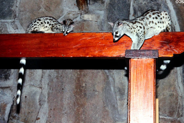 Small spotted Genet Cats (<i>Viverra genetta</i>) on rafters in Samburu Lodge. Kenya.