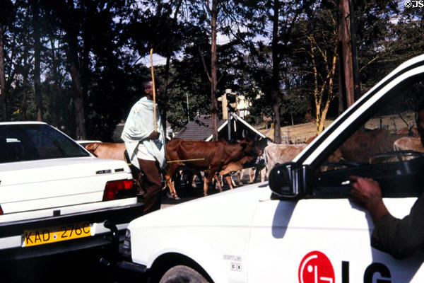 Driving cattle through streets of Nairobi. Kenya.
