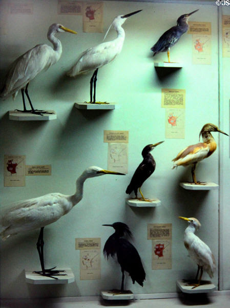 Almost every bird species of Kenya is displayed at National Museum in Nairobi. Kenya.