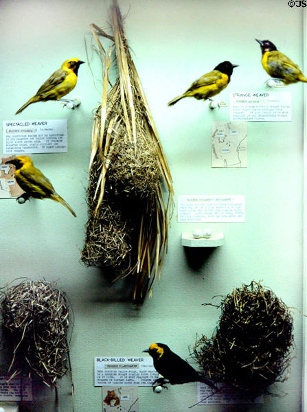 Weaver bird display at National Museum in Nairobi. Kenya.