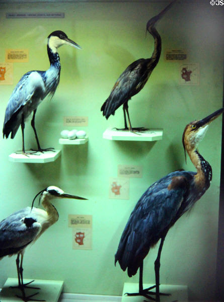 Egret display at National Museum in Nairobi. Kenya.