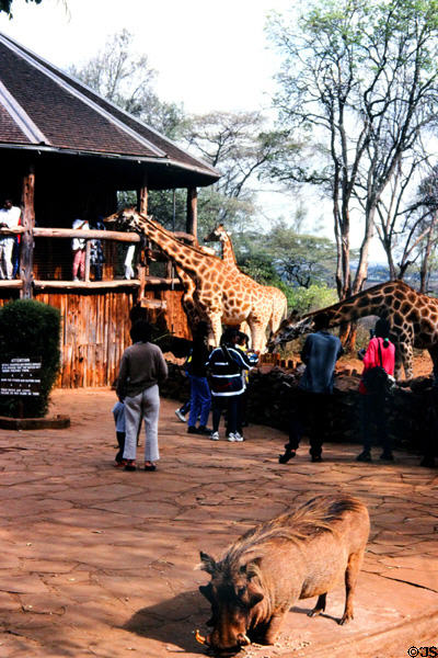 Visitors stand on platform to feed wild giraffes at Giraffe Centre near Karen, a suburb of Nairobi. Kenya.