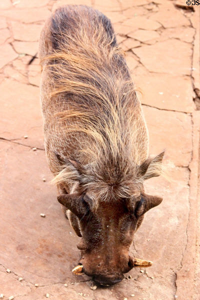 Warthog (<i>Phacochoerus africanus</i>) feeding on people side of fence at Giraffe Centre near Nairobi. Kenya.