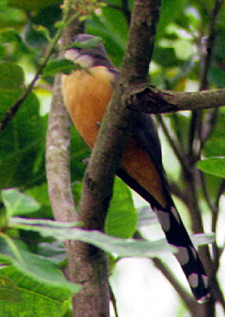 Mangrove Cuckoo sighted at Sulphur Springs Park near Soufrière. St Lucia.