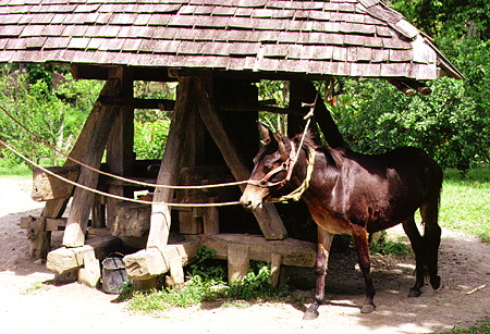 A mule turns an antique sugar mill at Mourne Coubaril near Soufrière. St Lucia.