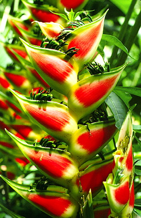 A heliconia plant in the banana family at the Diamond Gardens near Soufrière. St Lucia.