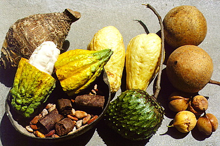 Samples of cocoa & chocolate (in basket), soursop, tropical apricots, nutmeg, dasheen & christophene, local foods of St Lucia at the Diamond Gardens. St Lucia.