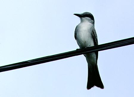 Gray Kingbird at the Diamond Gardens near Soufrière. St Lucia.