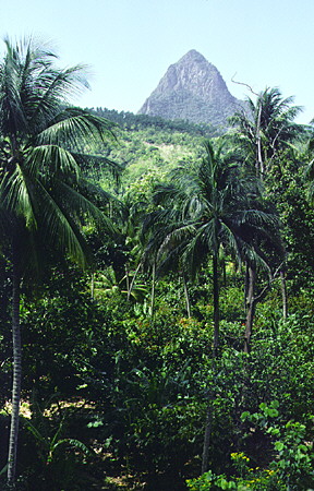 The Ruby Estate plantation orchards east of Soufrière. St Lucia.