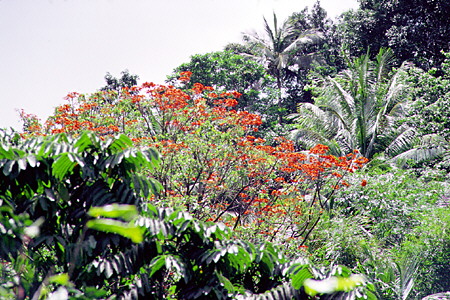 Red flowering trees in the forest on the climb to the rain forest east of Soufrière. St Lucia.