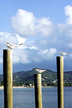 Royal Terns on moorings in Rodney Bay. St Lucia.