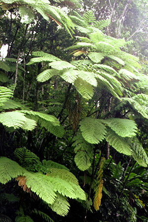 Ferns trees in the rain forest beside the road from Castries to Vieux Fort when it crosses the crest of the island. St Lucia.
