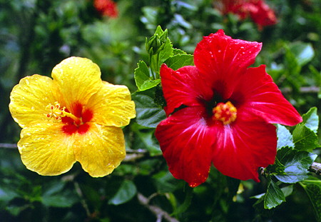 Hibiscus at the Mamiku Gardens. St Lucia.