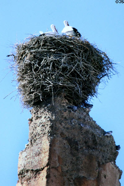 Storks nesting on ruins of Badi Palace (c1600). Marrakesh, Morocco.