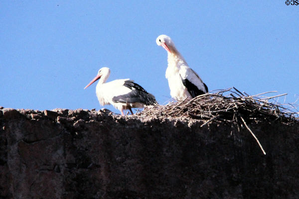 Nesting storks. Marrakesh, Morocco.