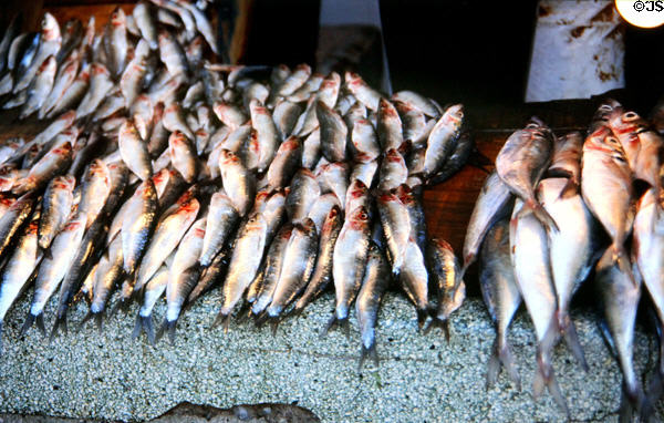 Fish stall. Marrakesh, Morocco.