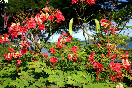 Red flowers on Marin Bay. Marin, Martinique.