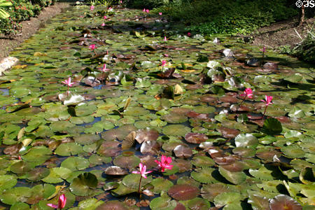 Water lilies in gardens of Habitation Anse Latouche. Carbet, Martinique.