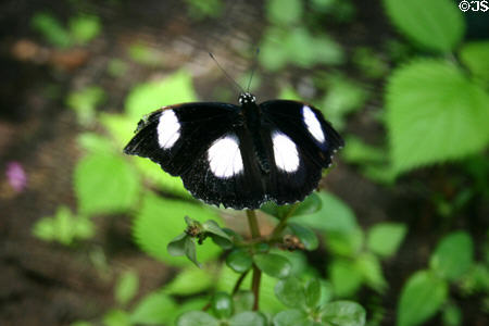 Black & white butterfly in le Jardin des Papillions. Carbet, Martinique.