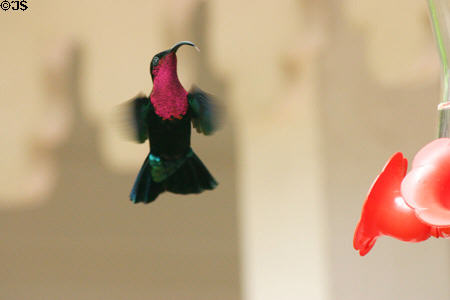 Purple-throated Carib Hummingbird (<i>Eulampis jugularis</i>) chest view. Martinique.