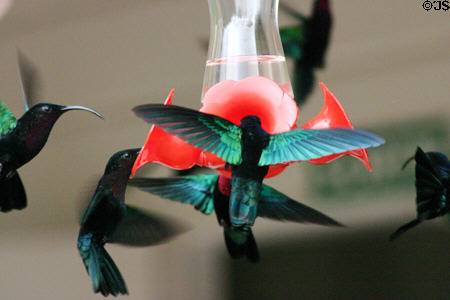 Hovering group of Purple-throated Carib Hummingbirds (<i>Eulampis jugularis</i>). Martinique.