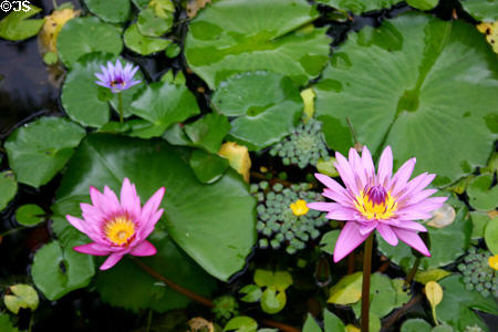 Water lilies in le Jardin de Balata. Martinique.