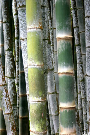 Bamboo stems in le Jardin de Balata. Martinique.