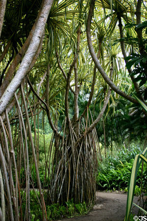 Multiple roots of trees adapted to tropical wetlands in le Jardin de Balata. Martinique.