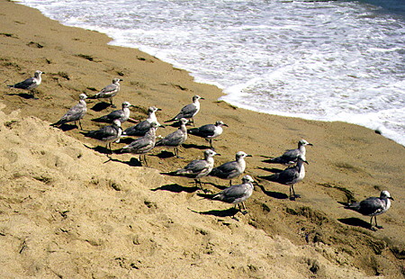 Laughing gulls on beach in Acapulco. Mexico.