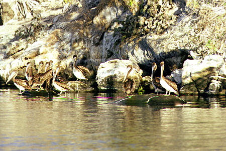 Pelicans on rocks of Lagoon Coyuca. Mexico.