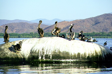 Pelicans at rest on a rock in Lagoon Coyuca. Mexico.