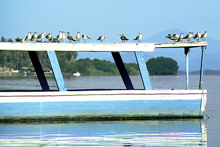 Gulls on a boat in Lagoon Coyuca. Mexico.