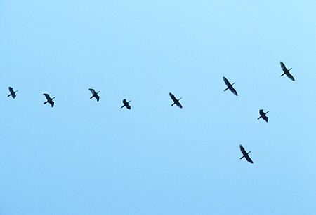 Frigate birds fly in formation over Manialtepec. Mexico.