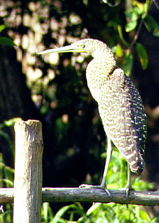Tiger heron sitting on a fence in Manialtepec. Mexico.