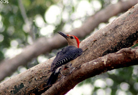 Red-vented Yucatan woodpecker (<i>Centurus pygmaeus</i>). Mexico.