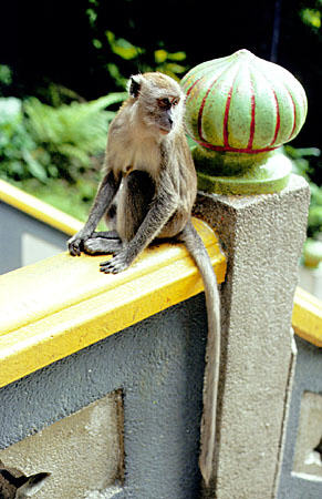 Monkey on handrail at Batu caves in Kuala Lumpur. Malaysia.