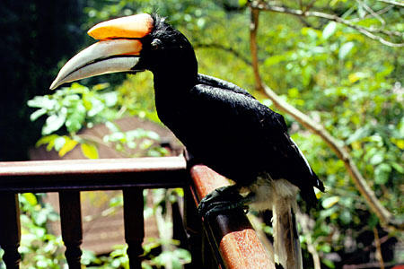 Black hornbill in Bird Park, Kuala Lumpur. Malaysia.