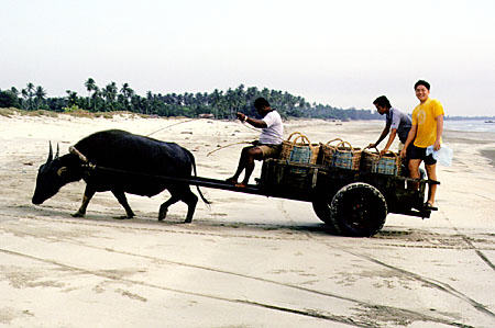 Water buffalo cart used to haul in fish from the sea in Beserah. Malaysia.