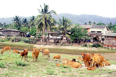 Cows and Beserah village. Malaysia.