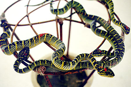 Snakes from snake temple on island of Penang with those painted red having been defanged. Malaysia.