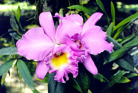 Purple Orchid at Orchid Centre in Tenom, in province of Sabah. Malaysia.