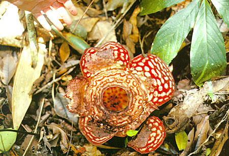 Rafflesia flower <i>R. pricei</i>, largest flower in the world at Rafflesia Centre on island of Borneo in Sabah province. Malaysia.