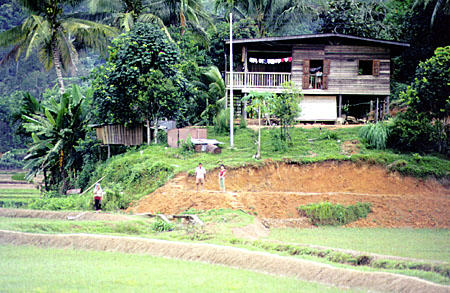 Rice farm near Kota Belud in Sabah province. Malaysia.