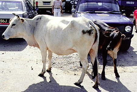 Cows in parking lot of weekly market in Kota Belud. Malaysia.