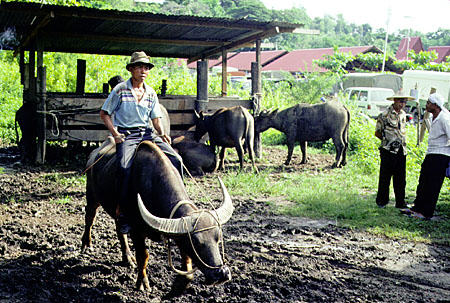 Riding a buffalo at market in Kota Belud. Malaysia.