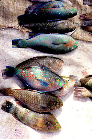 Fish for sale at weekly market, Kota Belud. Malaysia.