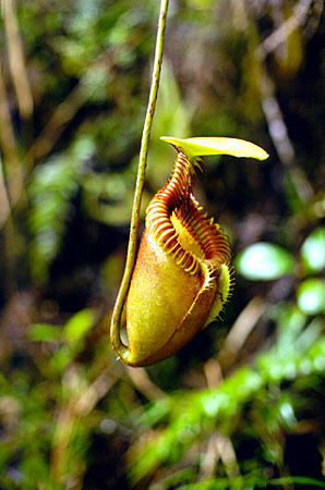 Close up of a pitcher plant on Mt Kinabalu. Malaysia.